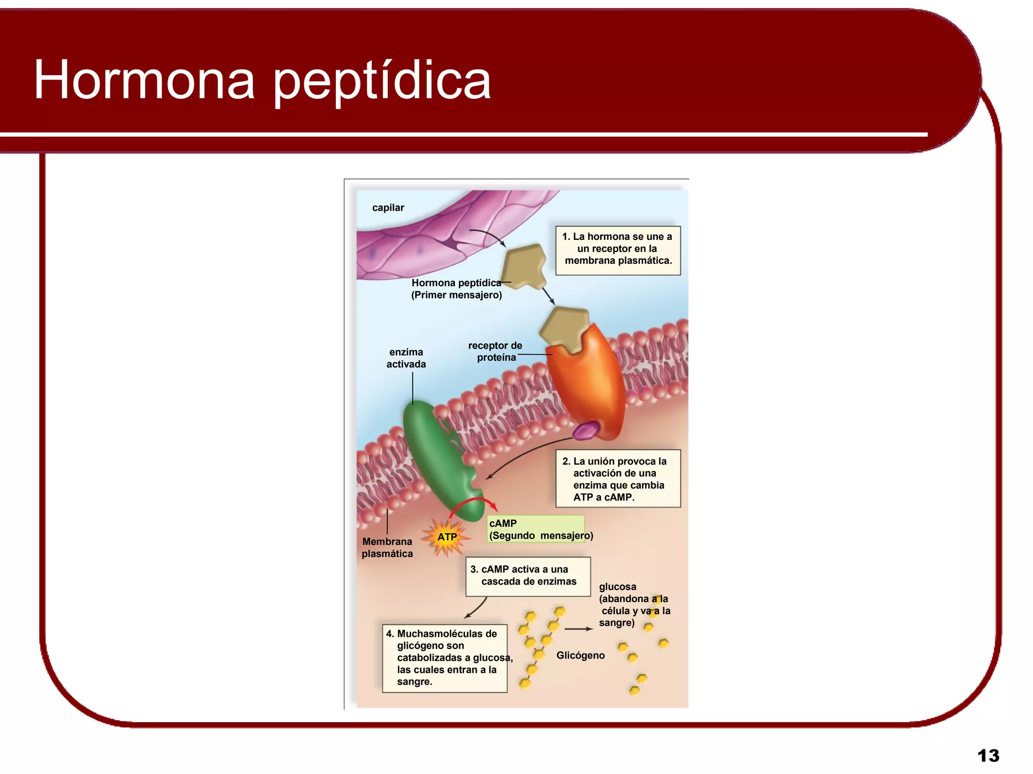 Hormona peptídica

              capilar

                                                     1. La hormona se une a
                                                         un receptor en la
                                                      membrana plasmática.

                        Hormona peptídica
                        (Primer mensajero)




                                   receptor de
                  enzima
                                     proteína
                 activada




                                                     2. La unión provoca la
                                                        activación de una
                                                        enzima que cambia
                                                        ATP a cAMP.

                                       cAMP
                             ATP       (Segundo mensajero)
            Membrana
            plasmática
                                   3. cAMP activa a una
                                      cascada de enzimas
                                                             glucosa
                                                             (abandona a la
                                                              célula y va a la
                                                             sangre)
                 4. Muchasmoléculas de
                    glicógeno son
                    catabolizadas a glucosa,       Glicógeno
                    las cuales entran a la
                    sangre.




                                                                                 13
 