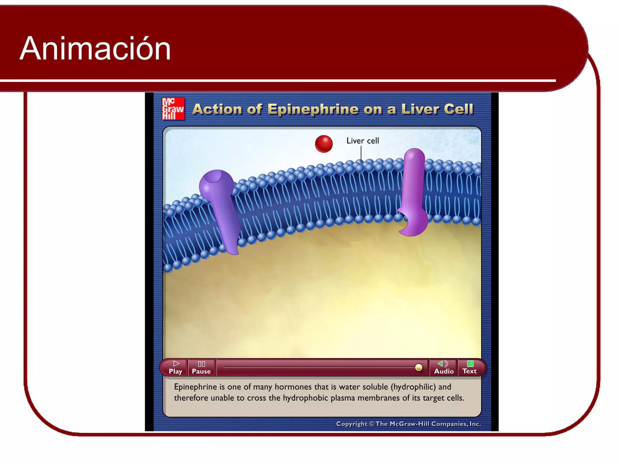 Animación


            Please note that due to differing
            operating systems, some Animacións
            will not appear until the presentation is
            viewed in Presentation Mode (Slide
            Show view). You may see blank slides
            in the “Normal” or “Slide Sorter” views.
            All Animacións will appear after viewing
            in Presentation Mode y playing each
            Animación. Most Animacións will
            require the latest version de the Flash
            Player, which is available at
            http://get.adobe.com/flashplayer.
 