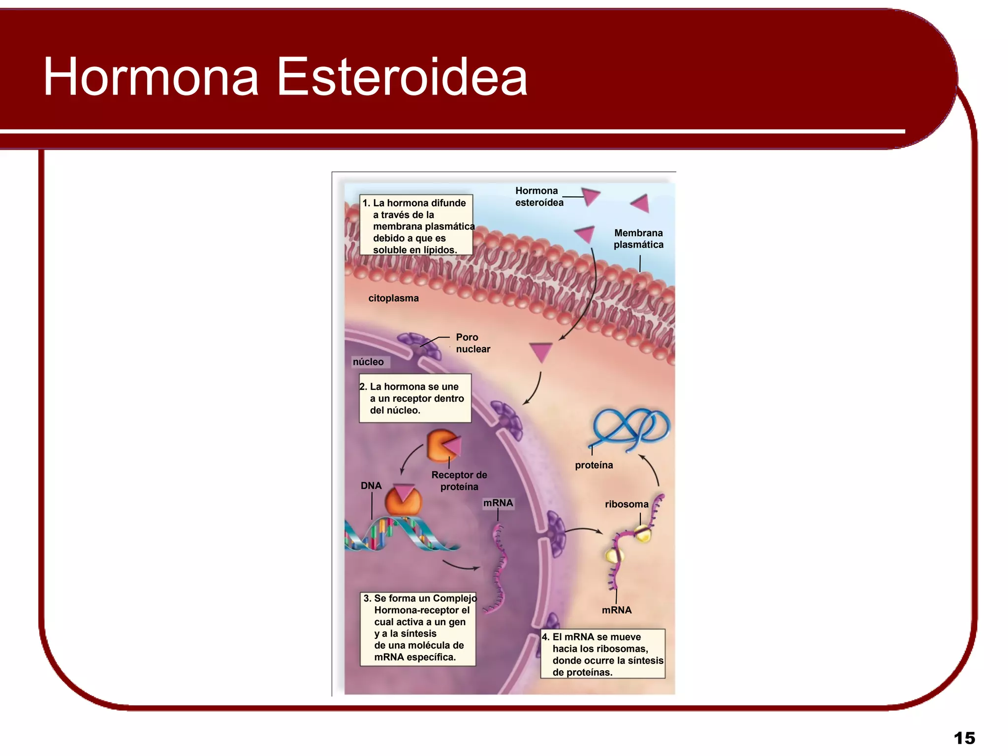 Hormona Esteroidea
                                              Hormona
            1. La hormona difunde             esteroídea
               a través de la
               membrana plasmática
                                                                      Membrana
               debido a que es
                                                                      plasmática
               soluble en lípidos.



              citoplasma


                                 Poro
                                 nuclear
           núcleo

            2. La hormona se une
               a un receptor dentro
               del núcleo.




                                                           proteína
                           Receptor de
            DNA             proteína
                                       mRNA                      ribosoma




             3. Se forma un Complejo
                Hormona-receptor el                             mRNA
                cual activa a un gen
                y a la síntesis                    4. El mRNA se mueve
                de una molécula de                    hacia los ribosomas,
                mRNA específica.                      donde ocurre la síntesis
                                                      de proteínas.




                                                                                   15
 