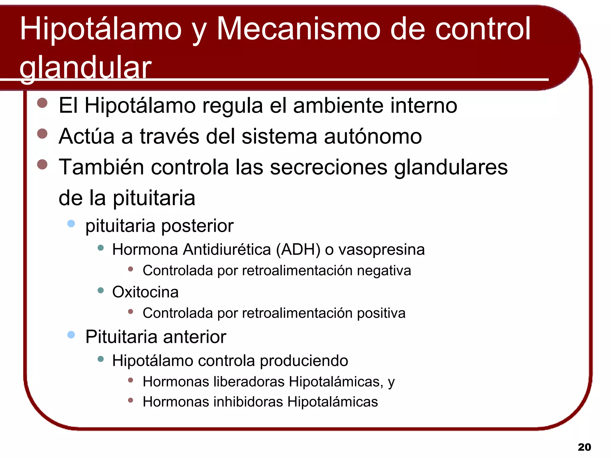 Hipotálamo y Mecanismo de control
glandular
  ElHipotálamo regula el ambiente interno
  Actúa a través del sistema autónomo
  También controla las secreciones glandulares
   de la pituitaria
       pituitaria posterior
            Hormona Antidiurética (ADH) o vasopresina
                  Controlada por retroalimentación negativa
            Oxitocina
                  Controlada por retroalimentación positiva
       Pituitaria anterior
            Hipotálamo controla produciendo
                  Hormonas liberadoras Hipotalámicas, y
                  Hormonas inhibidoras Hipotalámicas


                                                               20
 