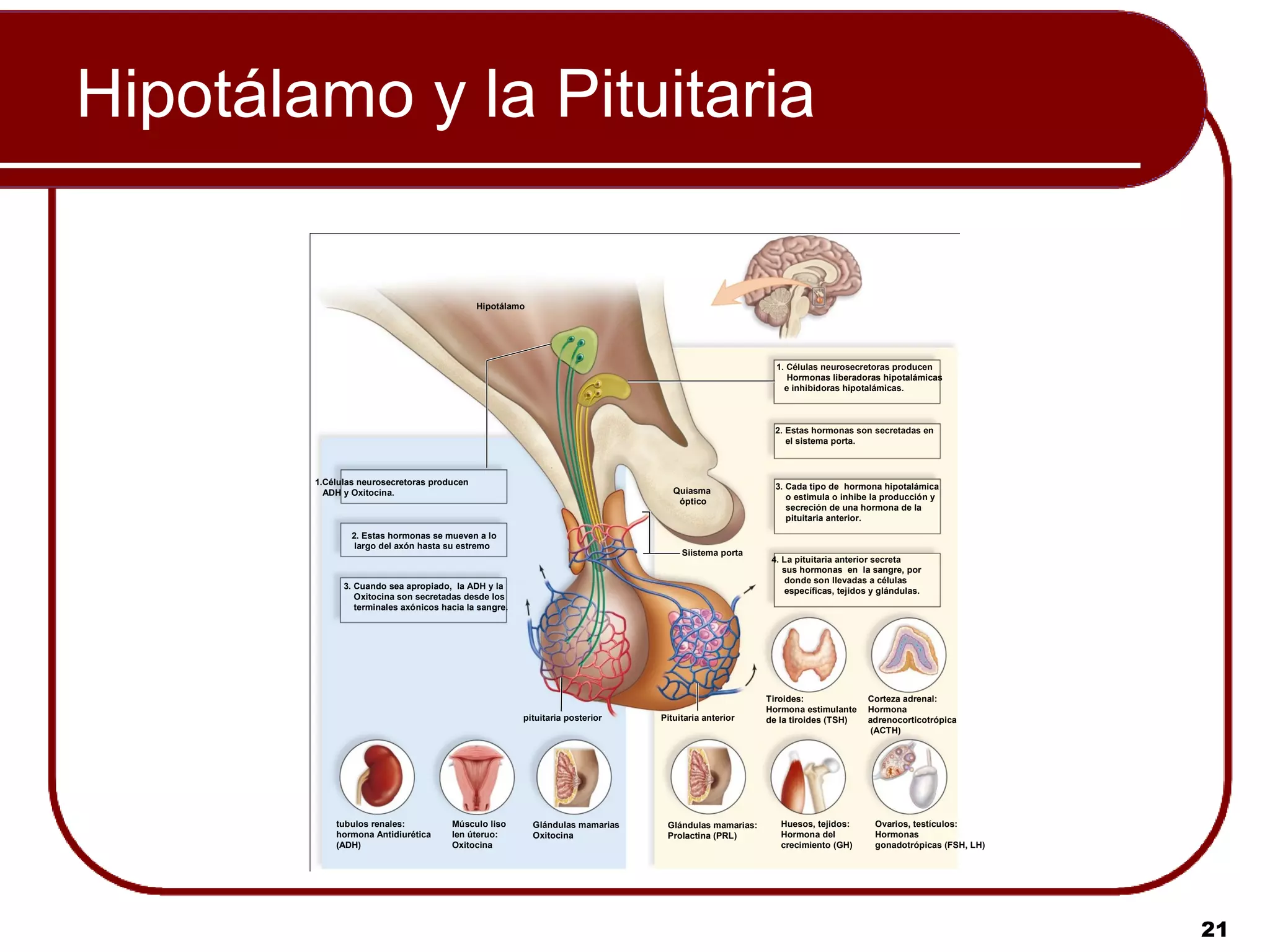 Hipotálamo y la Pituitaria

                                             Hipotálamo




                                                                                                        1. Células neurosecretoras producen
                                                                                                           Hormonas liberadoras hipotalámicas
                                                                                                          e inhibidoras hipotalámicas.



                                                                                                        2. Estas hormonas son secretadas en
                                                                                                           el sistema porta.



        1.Células neurosecretoras producen                                                              3. Cada tipo de hormona hipotalámica
          ADH y Oxitocina.                                                        Quiasma
                                                                                                           o estimula o inhibe la producción y
                                                                                   óptico
                                                                                                           secreción de una hormona de la
                                                                                                           pituitaria anterior.

                2. Estas hormonas se mueven a lo
                 largo del axón hasta su estremo
                                                                                    Siistema porta
                                                                                                       4. La pituitaria anterior secreta
                                                                                                          sus hormonas en la sangre, por
                                                                                                           donde son llevadas a células
              3. Cuando sea apropiado, la ADH y la
                                                                                                           específicas, tejidos y glándulas.
                 Oxitocina son secretadas desde los
                 terminales axónicos hacia la sangre.




                                                                                                      Tiroides:               Corteza adrenal:
                                                                                                      Hormona estimulante     Hormona
                                                        pituitaria posterior   Pituitaria anterior    de la tiroides (TSH)    adrenocorticotrópica
                                                                                                                               (ACTH)




            tubulos renales:           Músculo liso       Glándulas mamarias    Glándulas mamarias:      Huesos, tejidos:       Ovarios, testículos:
            hormona Antidiurética      Ien úteruo:        Oxitocina             Prolactina (PRL)         Hormona del            Hormonas
            (ADH)                      Oxitocina                                                         crecimiento (GH)       gonadotrópicas (FSH, LH)




                                                                                                                                                           21
 
