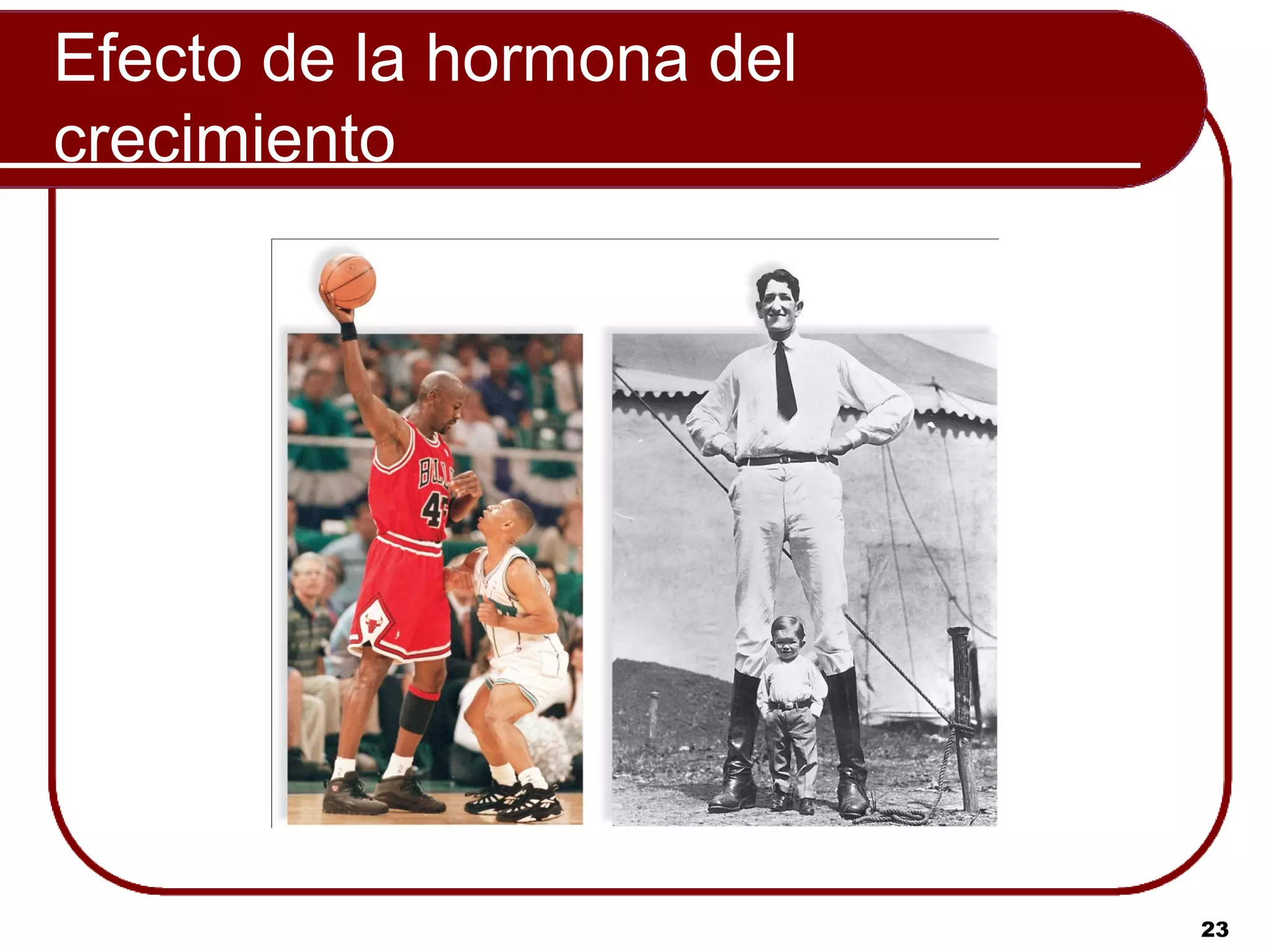 Efecto de la hormona del
crecimiento




                           23
 