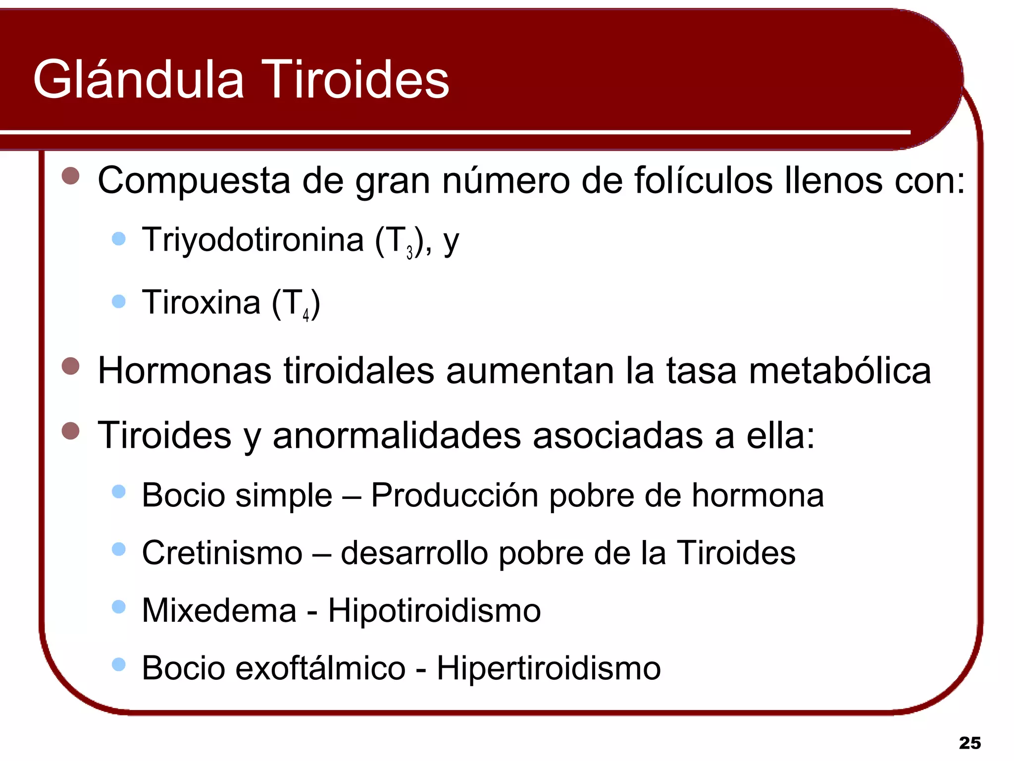 Glándula Tiroides
  Compuesta      de gran número de folículos llenos con:
      Triyodotironina (T3), y
      Tiroxina (T4)
  Hormonas      tiroidales aumentan la tasa metabólica
  Tiroides   y anormalidades asociadas a ella:
      Bocio simple – Producción pobre de hormona
      Cretinismo – desarrollo pobre de la Tiroides
      Mixedema - Hipotiroidismo
      Bocio exoftálmico - Hipertiroidismo

                                                          25
 