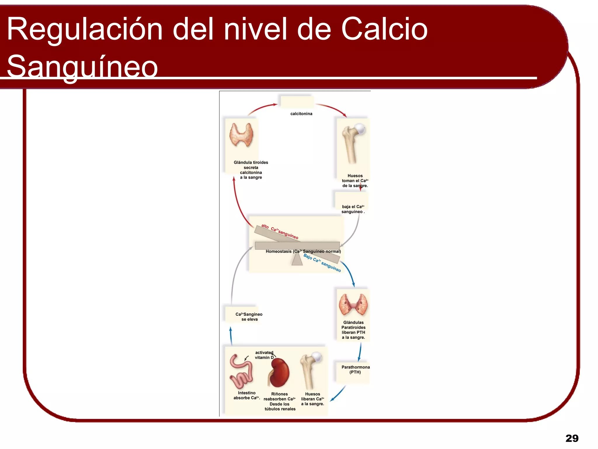 Regulación del nivel de Calcio
Sanguíneo
                                                  calcitonina




                Glándula tiroides
                     secreta
                   calcitonina
                   a la sangre                                                Huesos
                                                                            toman el Ca2+
                                                                            de la sangre.




                                                                            baja el Ca2+
                                                                            sanguíneo .


                             alto
                                    Ca 2+
                                         san
                                             gu   íneo


                               Homeostasis (Ca2+ Sanguíneo normal)
                                                 Ba
                                                    jo C
                                                        a 2+
                                                             san
                                                                 gu
                                                                    íne
                                                                        o




                Ca2+Sangíneo
                  se eleva
                                                                             Glándulas
                                                                            Paratiroides
                                                                            liberan PTH
                                                                            a la sangre.


                          activated
                          vitamin D

                                                                            Parathormona
                                                                                (PTH)




                  Intestino       Riñones                   Huesos
                absorbe Ca2+. reabsorben Ca2+            liberan Ca2+
                                 Desde los               a la sangre.
                               túbulos renales




                                                                                            29
 
