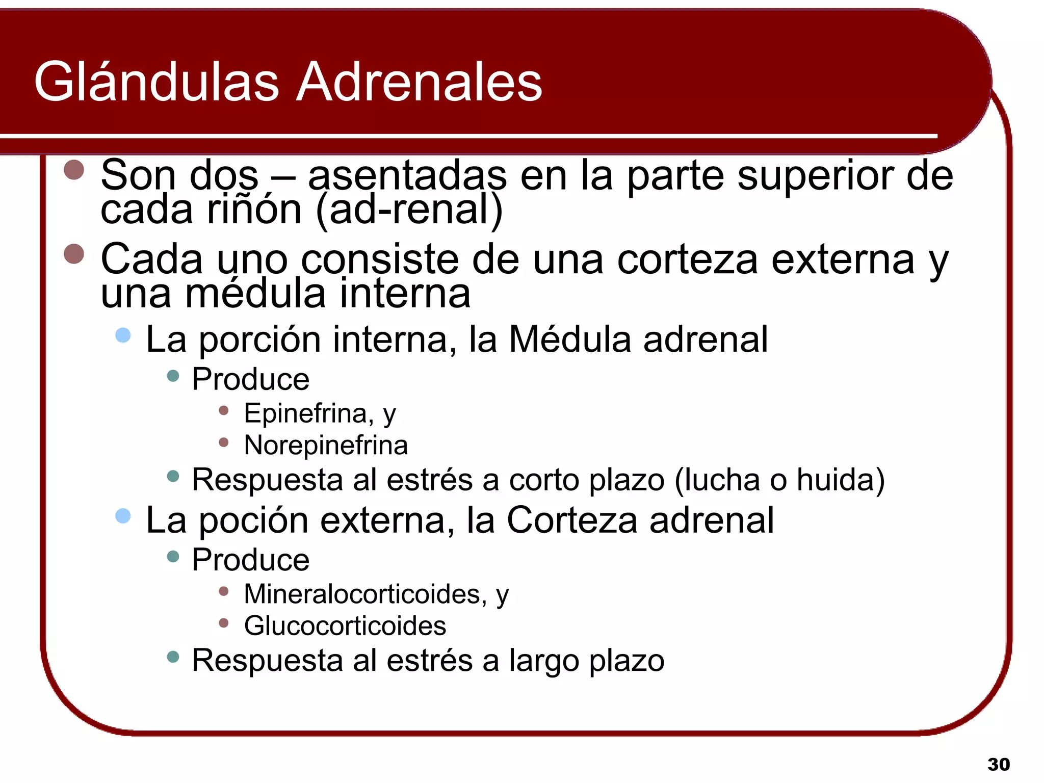 Glándulas Adrenales
  Son dos – asentadas en la parte superior de
   cada riñón (ad-renal)
  Cada uno consiste de una corteza externa y
   una médula interna
    La   porción interna, la Médula adrenal
       Produce
              Epinefrina, y
              Norepinefrina
       Respuesta       al estrés a corto plazo (lucha o huida)
    La   poción externa, la Corteza adrenal
       Produce
              Mineralocorticoides, y
              Glucocorticoides
       Respuesta       al estrés a largo plazo


                                                                  30
 