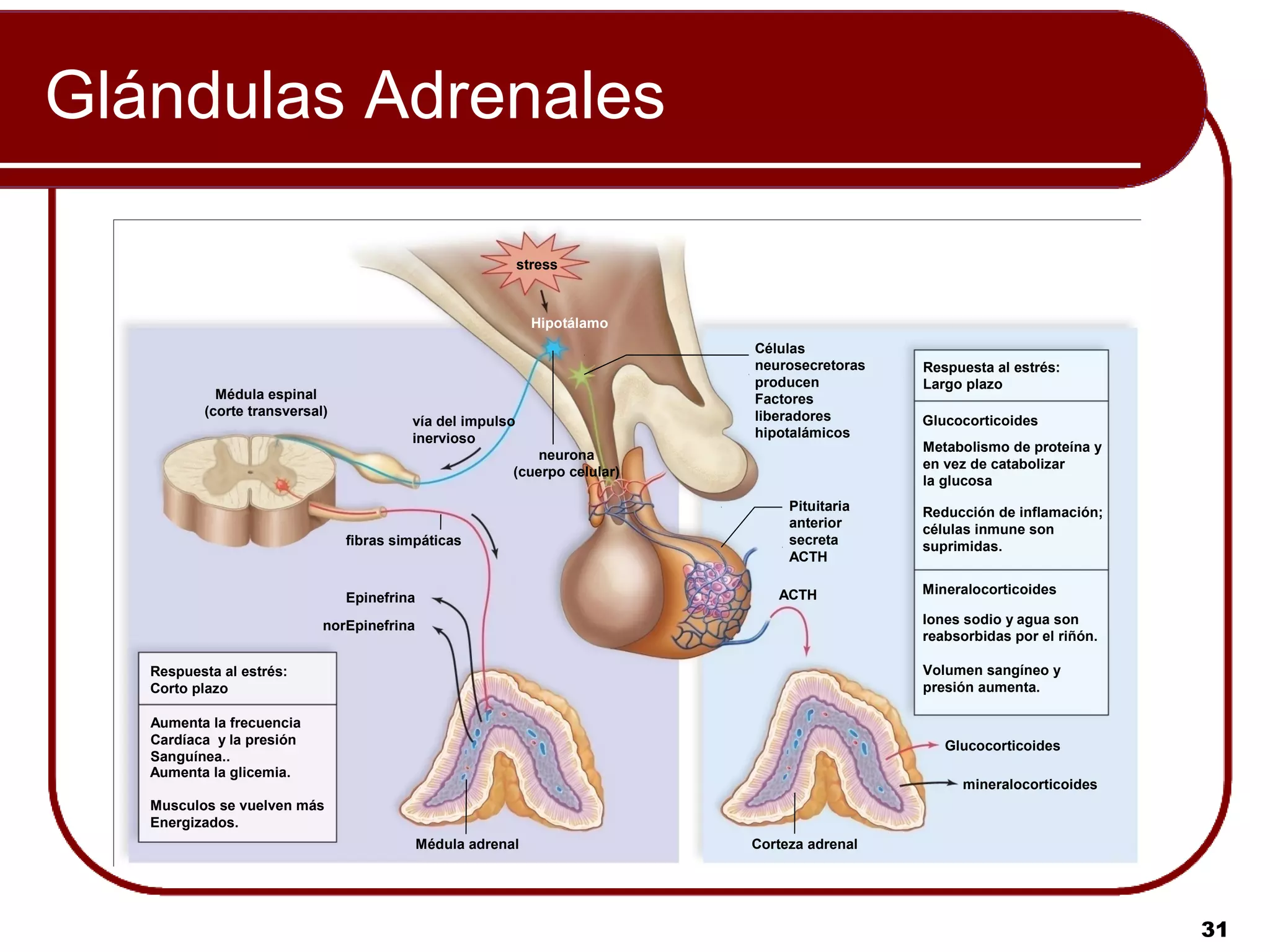 Glándulas Adrenales

                                                           stress



                                                              Hipotálamo
                                                                             Células
                                                                             neurosecretoras   Respuesta al estrés:
                                                                             producen          Largo plazo
            Médula espinal                                                   Factores
          (corte transversal)                                                liberadores
                                         vía del impulso                                       Glucocorticoides
                                         inervioso                           hipotalámicos
                                                                                               Metabolismo de proteína y
                                                              neurona
                                                                                               en vez de catabolizar
                                                          (cuerpo celular)
                                                                                               la glucosa
                                                                                  Pituitaria   Reducción de inflamación;
                                                                                  anterior     células inmune son
                                fibras simpáticas                                 secreta      suprimidas.
                                                                                  ACTH

                                                                                ACTH           Mineralocorticoides
                                Epinefrina
                            norEpinefrina                                                      Iones sodio y agua son
                                                                                               reabsorbidas por el riñón.

   Respuesta al estrés:                                                                        Volumen sangíneo y
   Corto plazo                                                                                 presión aumenta.

   Aumenta la frecuencia
   Cardíaca y la presión                                                                          Glucocorticoides
   Sanguínea..
   Aumenta la glicemia.
                                                                                                    mineralocorticoides
   Musculos se vuelven más
   Energizados.
                                             Médula adrenal                  Corteza adrenal




                                                                                                                            31
 