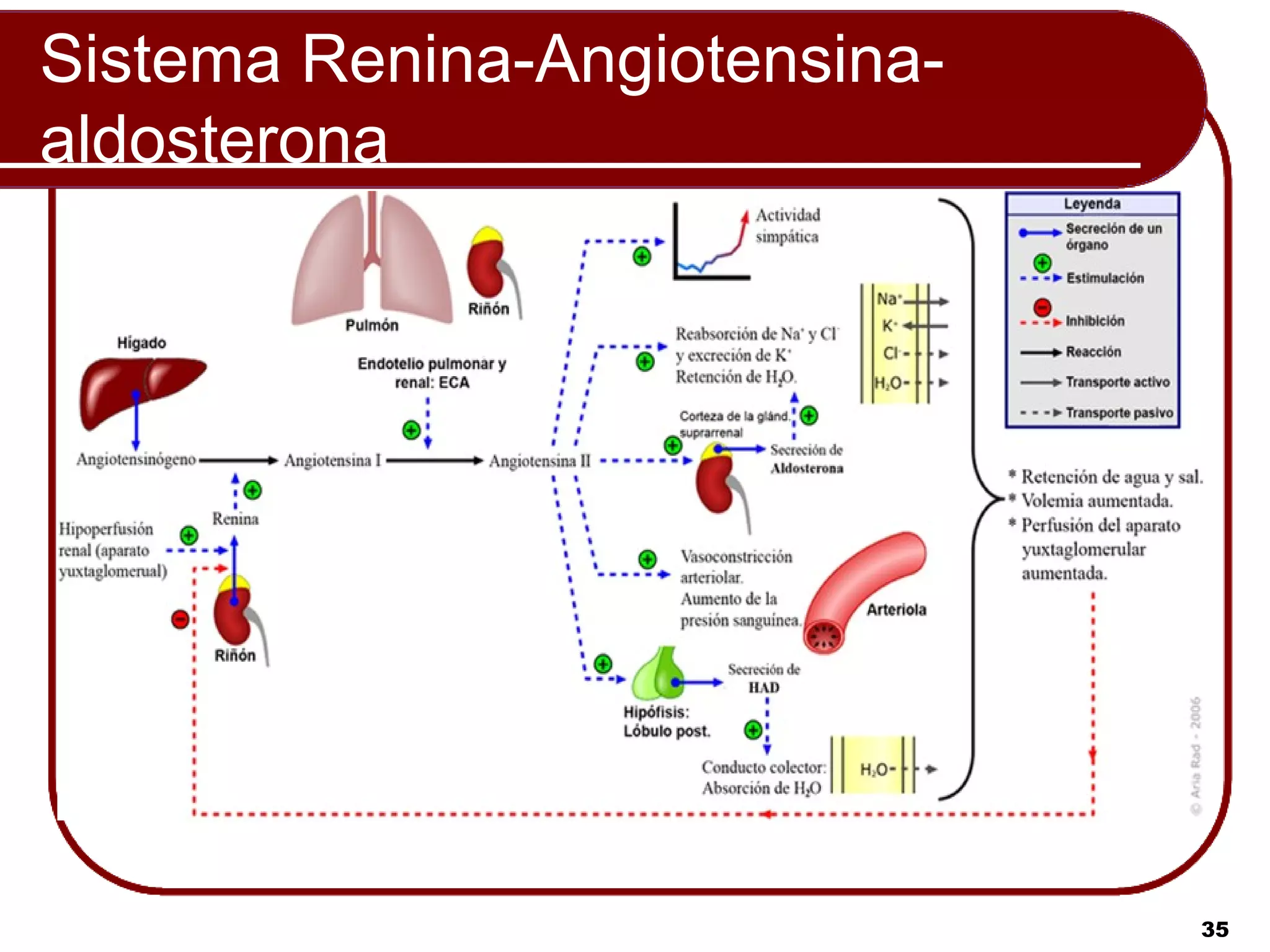 Sistema Renina-Angiotensina-
aldosterona




                               35
 
