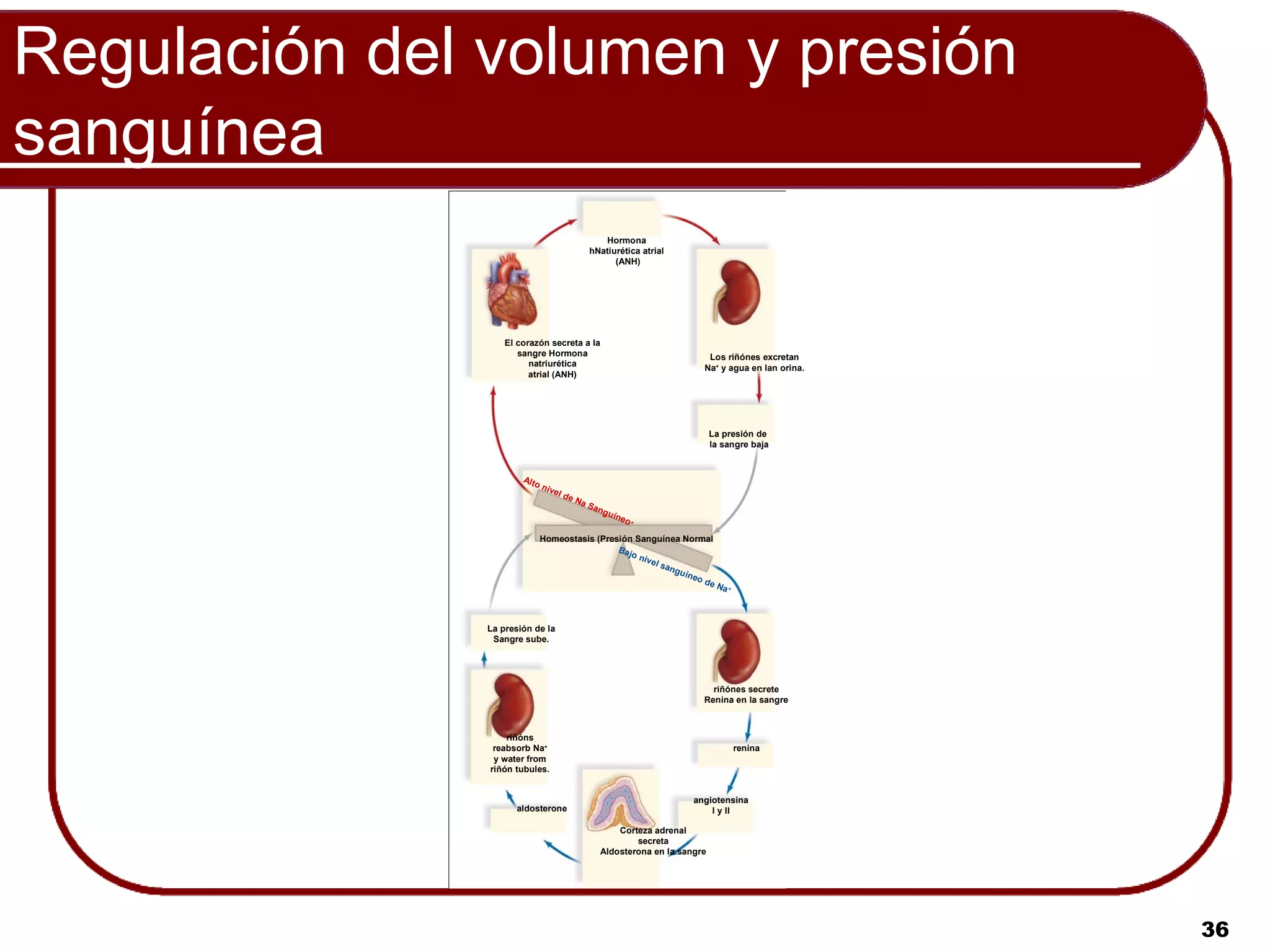 Regulación del volumen y presión
sanguínea
                                              Hormona
                                           hNatiurética atrial
                                                 (ANH)




                   El corazón secreta a la
                      sangre Hormona                                    Los riñónes excretan
                         natriurética                                  Na+ y agua en lan orina.
                         atrial (ANH)




                                                                           La presión de
                                                                           la sangre baja


                       Alto
                              niv
                                 el d
                                        eN
                                          aS
                                               ang
                                                     u ín
                                                         eo +

                              Homeostasis (Presión Sanguínea Normal
                                               Bajo
                                                    niv
                                                       el s
                                                           ang
                                                               uín
                                                                   eo
                                                                      de
                                                                         Na +



               La presión de la
                Sangre sube.




                                                                         riñónes secrete
                                                                       Renina en la sangre



                   riñóns
                reabsorb Na+                                                    renina
                y water from
               riñón tubules.


                                                                     angiotensina
                     aldosterone                                         I y II

                                                    Corteza adrenal
                                                        secreta
                                                Aldosterona en la sangre




                                                                                                  36
 