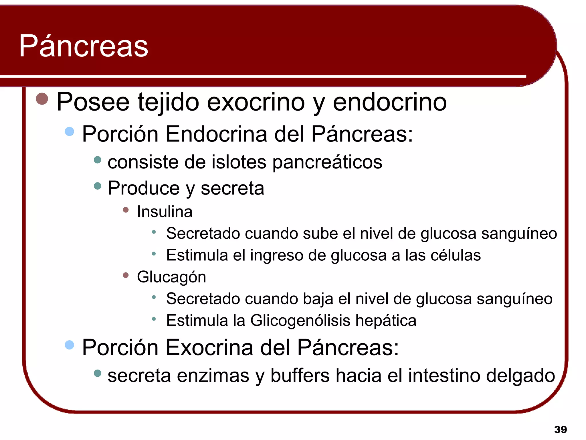 Páncreas
 Posee    tejido exocrino y endocrino
   Porción     Endocrina del Páncreas:
     consistede islotes pancreáticos
     Produce y secreta
          Insulina
            
               Secretado cuando sube el nivel de glucosa sanguíneo
            
               Estimula el ingreso de glucosa a las células
          Glucagón
            
               Secretado cuando baja el nivel de glucosa sanguíneo
            
               Estimula la Glicogenólisis hepática
   Porción     Exocrina del Páncreas:
     secreta    enzimas y buffers hacia el intestino delgado

                                                                 39
 