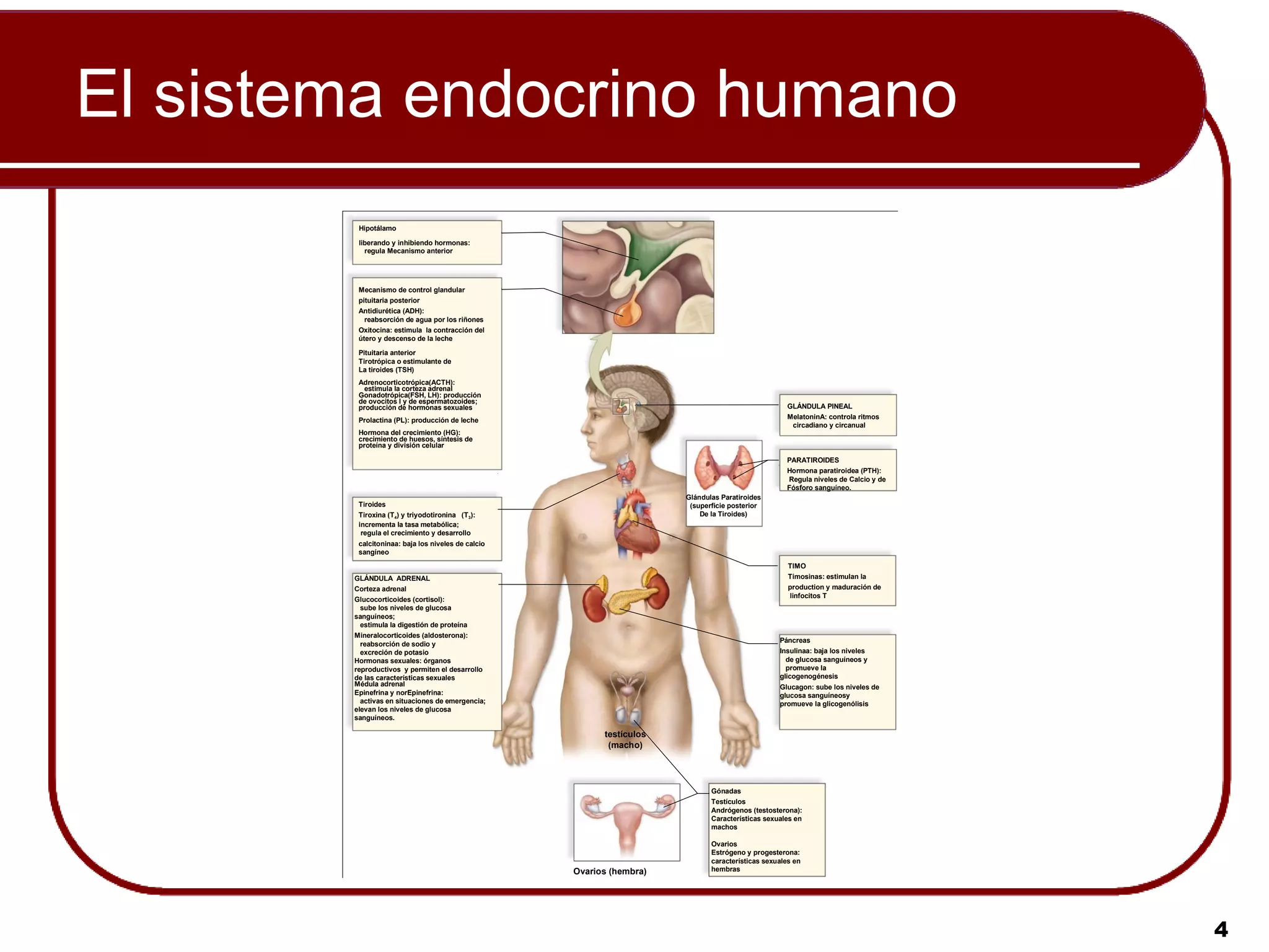 El sistema endocrino humano
         Hipotálamo

         liberando y inhibiendo hormonas:
           regula Mecanismo anterior




         Mecanismo de control glandular
         pituitaria posterior
         Antidiurética (ADH):
           reabsorción de agua por los riñones
         Oxitocina: estimula la contracción del
         útero y descenso de la leche

         Pituitaria anterior
         Tirotrópica o estimulante de
         La tiroides (TSH)
         Adrenocorticotrópica(ACTH):
           estimula la corteza adrenal
         Gonadotrópica(FSH, LH): producción
         de ovocitos I y de espermatozoides;
         producción de hormonas sexuales                                                            GLÁNDULA PINEAL
         Prolactina (PL): producción de leche                                                       MelatoninA: controla ritmos
                                                                                                     circadiano y circanual
         Hormona del crecimiento (HG):
         crecimiento de huesos, síntesis de
         proteína y división celular

                                                                                                    PARATIROIDES
                                                                                                    Hormona paratiroidea (PTH):
                                                                                                    Regula niveles de Calcio y de
                                                                                                    Fósforo sanguíneo.
                                                                       Glándulas Paratiroides
         Tiroides                                                       (superficie posterior
         Tiroxina (T4) y triyodotironina (T3):                             De la Tiroides)
         incrementa la tasa metabólica;
          regula el crecimiento y desarrollo
         calcitoninaa: baja los niveles de calcio
         sangíneo
                                                                                                     TIMO
        GLÁNDULA ADRENAL                                                                             Timosinas: estimulan la
        Corteza adrenal                                                                              production y maduración de
                                                                                                     linfocitos T
        Glucocorticoides (cortisol):
          sube los niveles de glucosa
        sanguíneos;
          estimula la digestión de proteína
        Mineralocorticoides (aldosterona):
                                                                                                  Páncreas
          reabsorción de sodio y
          excreción de potasio                                                                    Insulinaa: baja los niveles
        Hormonas sexuales: órganos                                                                  de glucosa sanguíneos y
        reproductivos y permiten el desarrollo                                                      promueve la
        de las características sexuales                                                           glicogenogénesis
        Médula adrenal                                                                            Glucagon: sube los niveles de
        Epinefrina y norEpinefrina:                                                               glucosa sanguíneosy
          activas en situaciones de emergencia;                                                   promueve la glicogenólisis
        elevan los niveles de glucosa
        sanguíneos.

                                                          testículos
                                                           (macho)




                                                                              Gónadas
                                                                              Testículos
                                                                              Andrógenos (testosterona):
                                                                              Características sexuales en
                                                                              machos

                                                                              Ovarios
                                                                              Estrógeno y progesterona:
                                                                              características sexuales en
                                                    Ovarios (hembra)          hembras




                                                                                                                                    4
 