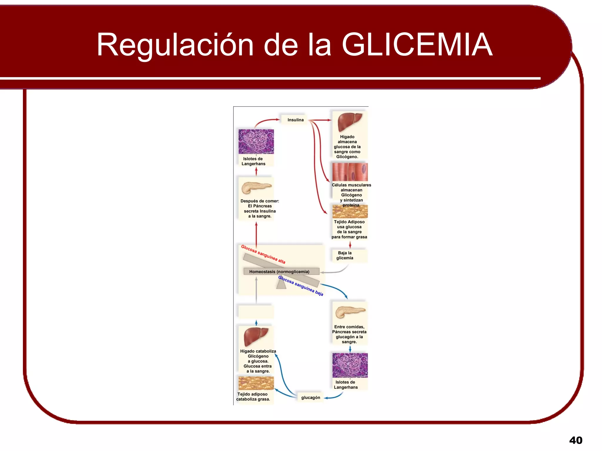 Regulación de la GLICEMIA

                                                  Insulina



                                                                        Hígado
                                                                       almacena
                                                                     glucosa de la
                                                                     sangre como
           Islotes de                                                 Glicógeno.
          Langerhans




                                                                    Células musculares
                                                                        almacenan
                                                                         Glicógeno
          Después de comer:                                             y sintetizan
             El Páncreas                                                 proteína.
           secreta Insulina
             a la sangre.
                                                                     Tejido Adiposo
                                                                      usa glucosa
                                                                      de la sangre
                                                                    para formar grasa

          Glu
                cos
                    a   san                                            Baja la
                              gu ín
                                      ea                              glicemia
                                           alta

                 Homeostasis (normoglicemia)
                              G lu
                                   cos
                                       as
                                          ang
                                              u ín
                                                   ea
                                                             baja




                                                                     Entre comidas,
                                                                    Páncreas secreta
                                                                      glucagón a la
                                                                         sangre.

          Hígado cataboliza
              Glicógeno
              a glucosa.
           Glucosa entra
             a la sangre.

                                                                      Islotes de
                                                                     Langerhans
         Tejido adiposo
        cataboliza grasa.                               glucagón




                                                                                         40
 
