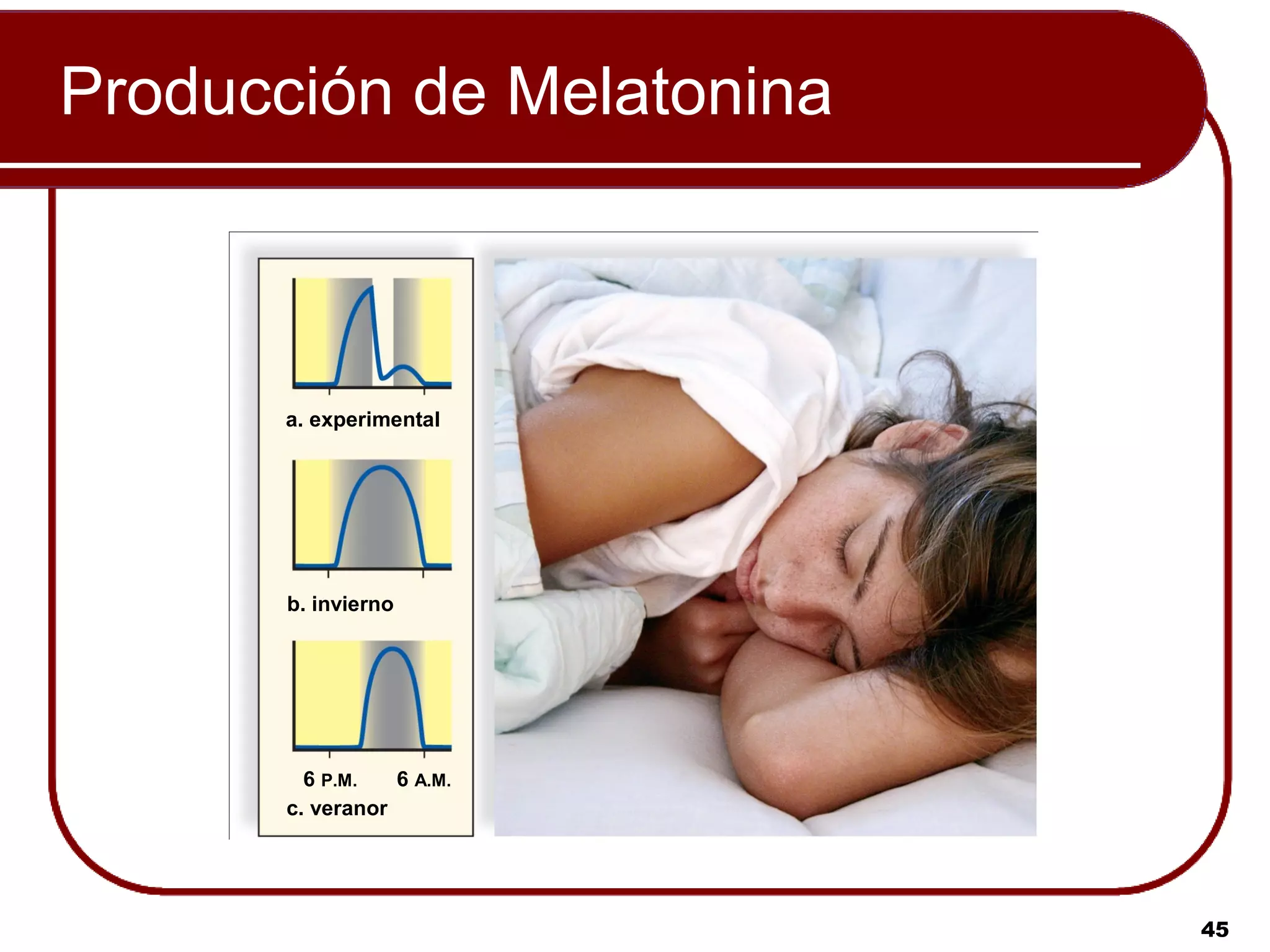 Producción de Melatonina



       a. experimental




       b. invierno




         6 P.M.   6 A.M.
       c. veranor




                           45
 
