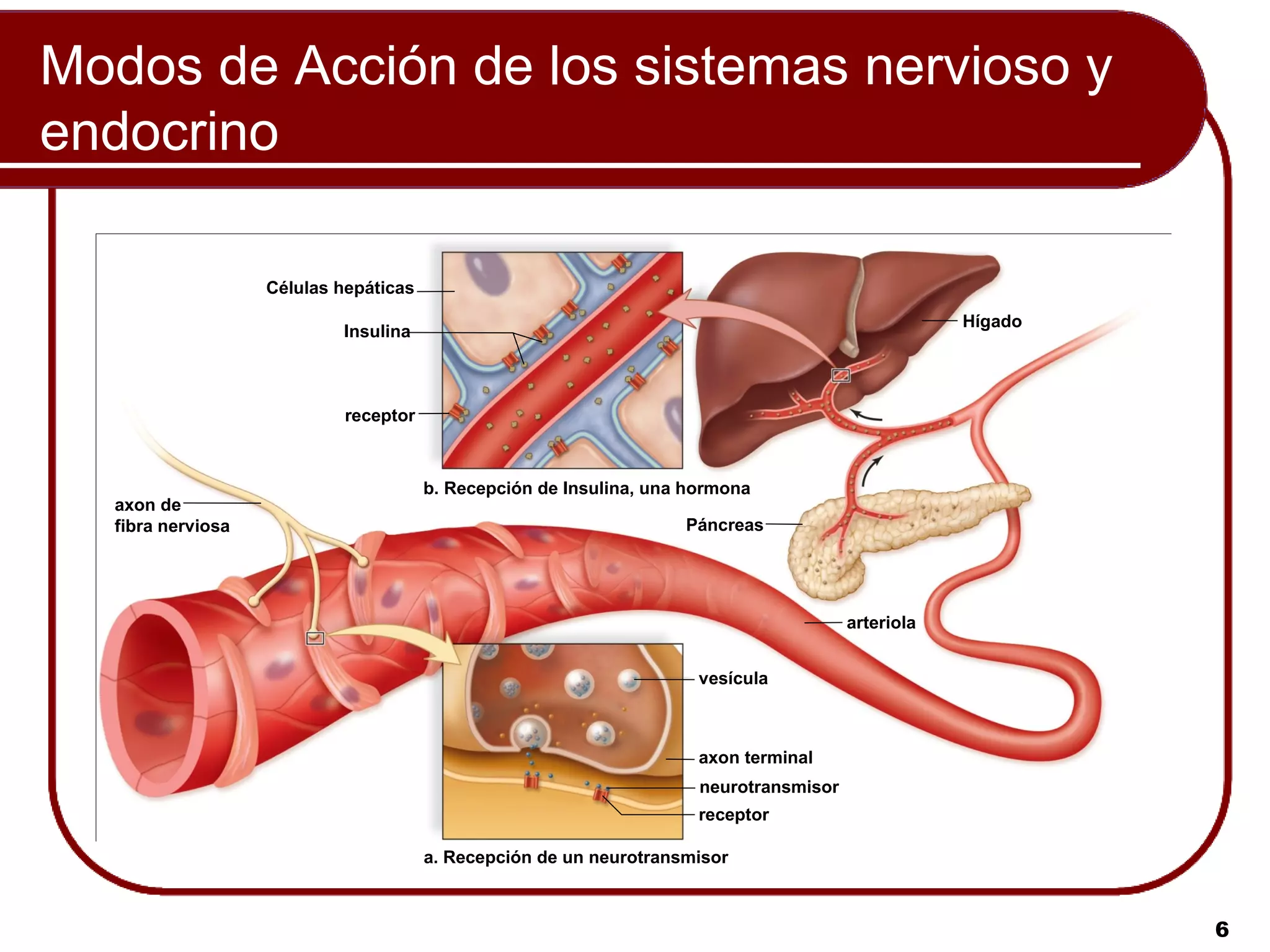 Modos de Acción de los sistemas nervioso y
endocrino

                   Células hepáticas
                                                                                                    Hígado
                           Insulina



                            receptor



                                       b. Recepción de Insulina, una hormona
  axon de
  fibra nerviosa                                                    Páncreas




                                                                                        arteriola


                                                                      vesícula



                                                                      axon terminal
                                                                      neurotransmisor
                                                                      receptor

                                       a. Recepción de un neurotransmisor



                                                                                                             6
 