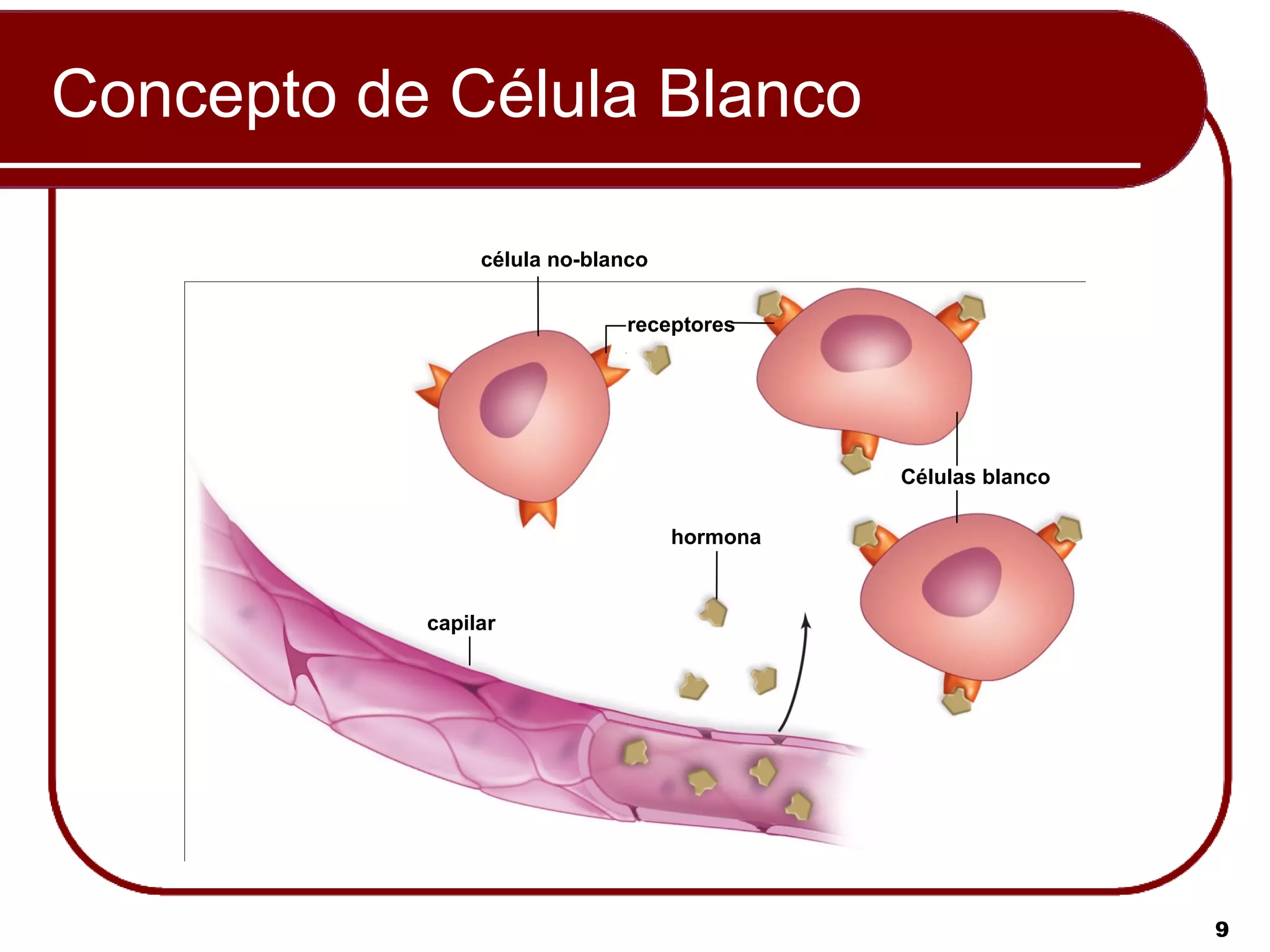 Concepto de Célula Blanco

                célula no-blanco


                              receptores




                                             Células blanco

                                   hormona



           capilar




                                                              9
 
