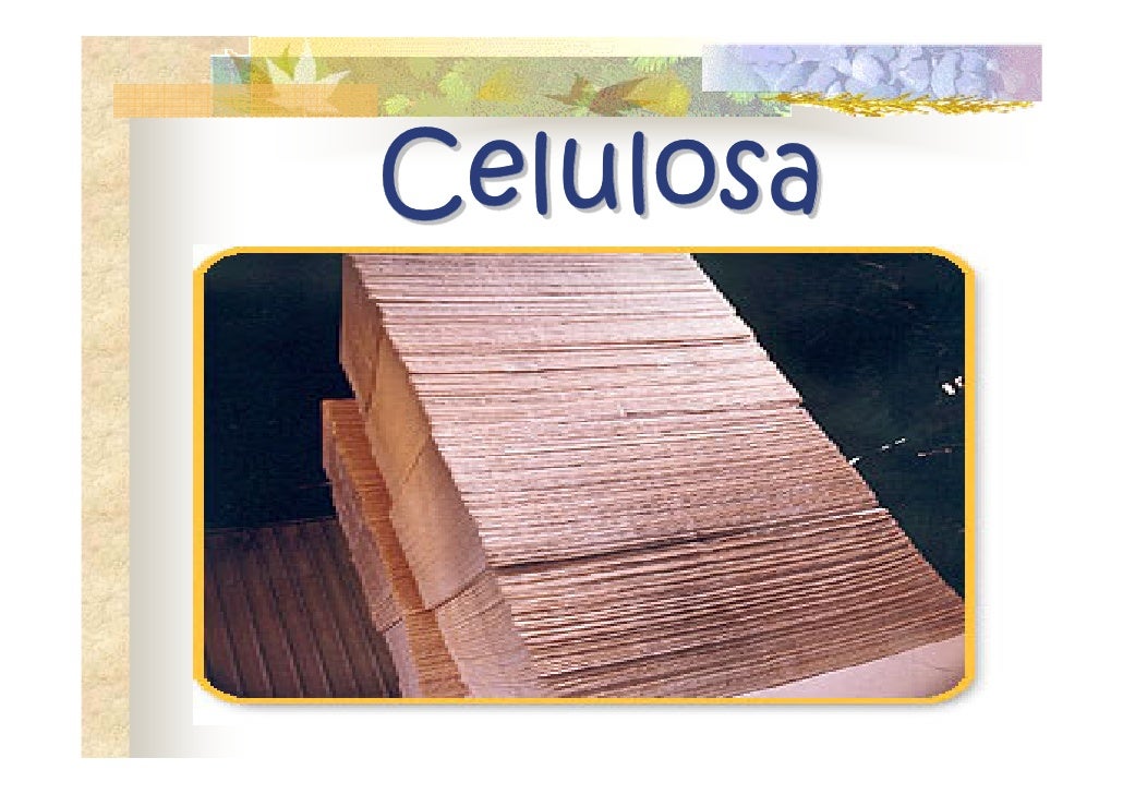 Organismo Que Vive En La Madera Madera