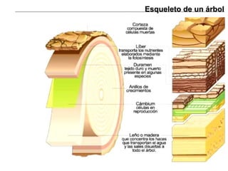 Esqueleto de un árbol 