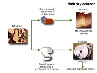 Madera y celulosa 