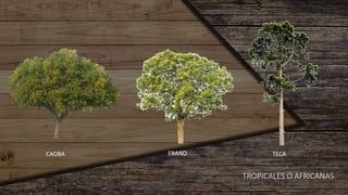 TROPICALES O AFRICANAS
CAOBA EBANO TECA
 