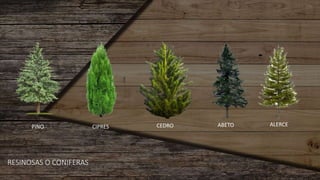 RESINOSAS O CONIFERAS
PINO CIPRES CEDRO ABETO ALERCE
 