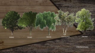 FRONDOSAS
ROBLE OLMO SAUCE EUCALIPTO FRESNO
 