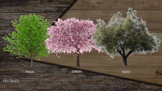 FRUTALES
NOGAL CEREZO OLIVO
 