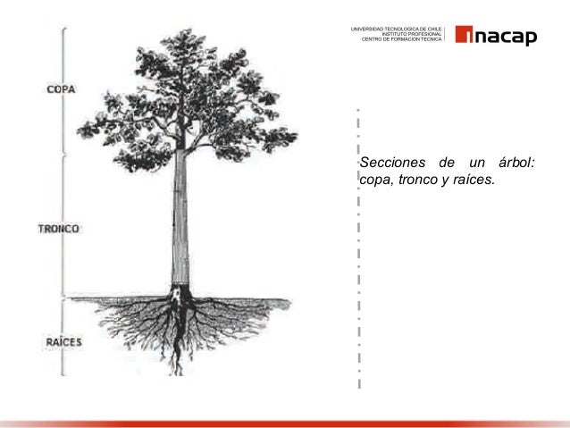 Arbol Con Raices Tronco Y Copa