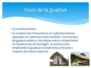 Usos de la guadua 
 En construcciones: 
 Su empleo mas frecuente es en cubiertas livianas 
apoyadas en columnas echas también con manojos 
de guadua atados y vinculados entre si empotrados 
en fundaciones de hormigón la construcción 
empleando la guadua es totalmente artesanal y 
requiere de manos expertas 
 