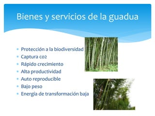 Bienes y servicios de la guadua 
 Protección a la biodiversidad 
 Captura co2 
 Rápido crecimiento 
 Alta productividad 
 Auto reproducible 
 Bajo peso 
 Energía de transformación baja 
