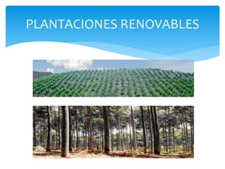 PLANTACIONES RENOVABLES 
 