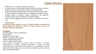 • Caoba Africana - Su nombre científico es Khaya spp.
• La caoba es de color rosado pálido variando hasta el pardo rojizo, de textura
media y de grano entrecruzado que produce un dibujo de bandas.
• Es ligera y sólo algo más pesada que el pino albar, de fácil secado y estable.
• La caoba africana se caracteriza por ser manejable y por adquirir un buen
acabado, aunque se requieren cuidados especiales en las superficies
cortadas al cuarto. Es poco resistente a los ataques fúngicos.
• Crece a través de África del Oeste. Por su tipo es considerada una madera
dura.
Caoba Africana
• Estado natural
Son nativas de África Tropical y Madagascar. Todas las especies se convierten en
grandes árboles que alcanzan los 30-35 m de altura, rara vez 45 m, con un
tronco de más de 1 m de diámetro.
Propiedades
Densidad media al 12% de H:520 (Kg/m3)
Dureza: blanda
Velocidad de secado: rápida
Defectos de secado: repelo, astillado
Hongos: medianamente durable
Insectos: medianamente durable
Paras muebles, construcción de partes nobles de barcos o vehículos,
revestimiento de madera, chapeado decorativo. La caoba se utiliza
constantemente en la reproducción de muebles y en los mostradores de oficinas,
tanto como madera maciza para las estructuras de cajones y gavetas, como en
forma de chapas decorativas.
 