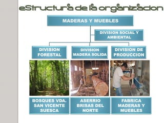 ESTRUCTURA DE LA ORGANIZACION
               MADERAS Y MUEBLES

                            DIVISION SOCIAL Y
                               AMBIENTAL


    DIVISION        DIVISION      DIVISION DE
   FORESTAL       MADERA SOLIDA   PRODUCCION




  BOSQUES VDA.      ASERRIO         FABRICA
   SAN VICENTE     BRISAS DEL      MADERAS Y
     SUESCA          NORTE          MUEBLES
 