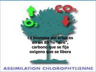 La biomasa del árbol es
  en un 80 % “aire”,
  carbono que se fija
 oxigeno que se libera
 