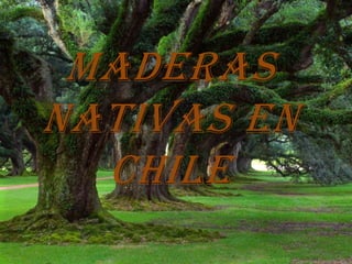 Maderas
Nativas En
  Chile
 