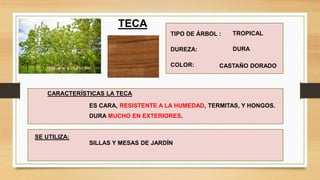 CARACTERÍSTICAS LA TECA
TIPO DE ÁRBOL :
ES CARA, RESISTENTE A LA HUMEDAD, TERMITAS, Y HONGOS.
TROPICAL
DUREZA: DURA
COLOR: CASTAÑO DORADO
TECA
SE UTILIZA:
SILLAS Y MESAS DE JARDÍN
DURA MUCHO EN EXTERIORES.
 