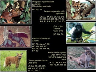 Pteronura brasiliensis
Ariranha
UF: AC, AM, AP, DF,
GO, MA, MS, MT,
PA, PR, RJ, RO, RR,
SP, TO
Phlegopsis nigromaculata
paraensis
Mãe-de-taoca-pintada
UF: MA, PA
Chrysocyon brachyurus
Lobo-guará
UF: BA, DF, GO, MA,
MG, MS, MT, PR, RJ,
RS, SC, SP, TO
Puma concolor greeni
Onça-parda, onça-
vermelha, suçuarana,
puma
UF: AL, BA, CE, MA,
PB, PE, PI, RN, SE
Leopardus pardalis mitis
Jaguatirica
UF: AL, BA, CE, DF, ES, GO,
MA, MG, MS, MT, PB, PE, PI,
PR, RJ, RN, RS, SC, SP, TO
Chiropotes
satanas
Cuxiú-preto
UF: MA, PA
 