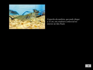 Camarão-da-malásia, que pode chegar
a 32 cm, em criadouro comercial no
interior de São Paulo
 