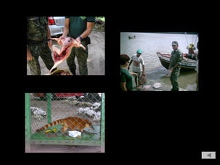 Ma desafio e perspectivas