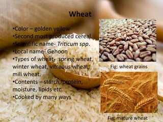 •Color – golden yellow
•Second most produced cereal.
•Scientific name- Triticum spp.
•Local name- Gehoon
•Types of wheat- spring wheat,
winter wheat, vitreous wheat,
mili wheat.
•Contents – starch, protein,
moisture, lipids etc.
•Cooked by many ways
Wheat
Fig: wheat grains
Fig: mature wheat
 