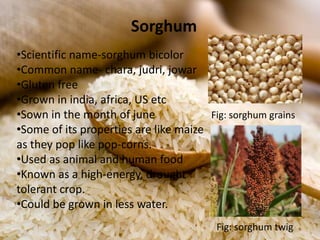 Sorghum
•Scientific name-sorghum bicolor
•Common name- chara, judri, jowar
•Gluten free
•Grown in india, africa, US etc
•Sown in the month of june
•Some of its properties are like maize
as they pop like pop-corns.
•Used as animal and human food
•Known as a high-energy, drought
tolerant crop.
•Could be grown in less water.
Fig: sorghum grains
Fig: sorghum twig
 