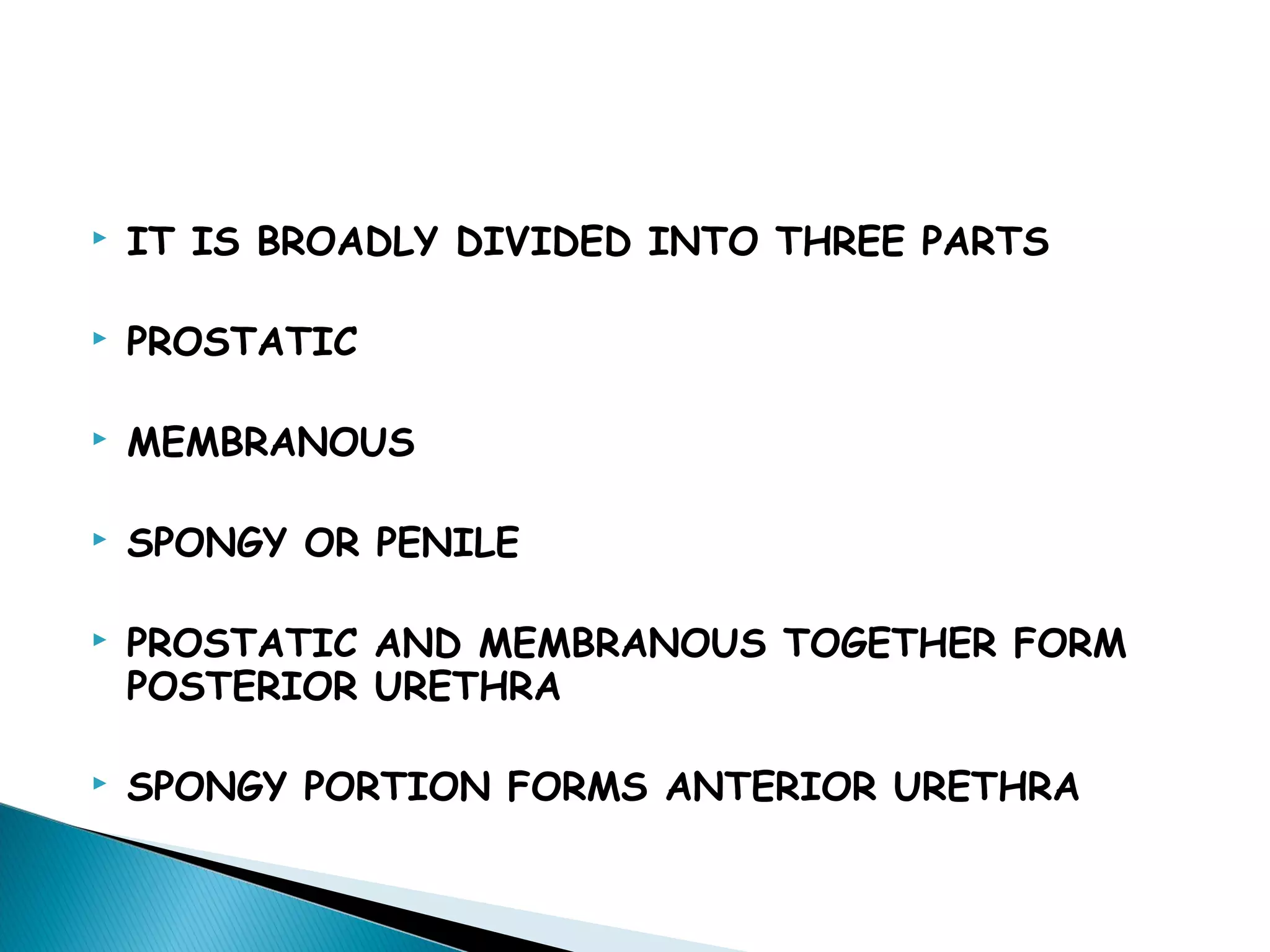 anatomy of male urethra | PPT