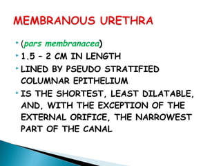  (pars membranacea)
 1.5 – 2 CM IN LENGTH
 LINED BY PSEUDO STRATIFIED
COLUMNAR EPITHELIUM
 IS THE SHORTEST, LEAST DILATABLE,
AND, WITH THE EXCEPTION OF THE
EXTERNAL ORIFICE, THE NARROWEST
PART OF THE CANAL
 