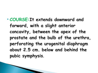  COURSE:It extends downward and
forward, with a slight anterior
concavity, between the apex of the
prostate and the bulb of the urethra,
perforating the urogenital diaphragm
about 2.5 cm. below and behind the
pubic symphysis.
 