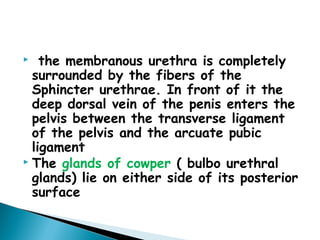   the membranous urethra is completely
surrounded by the fibers of the
Sphincter urethrae. In front of it the
deep dorsal vein of the penis enters the
pelvis between the transverse ligament
of the pelvis and the arcuate pubic
ligament
 The glands of cowper ( bulbo urethral
glands) lie on either side of its posterior
surface
 