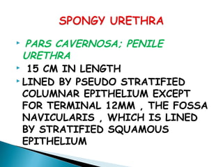  PARS CAVERNOSA; PENILE
URETHRA
 15 CM IN LENGTH
 LINED BY PSEUDO STRATIFIED
COLUMNAR EPITHELIUM EXCEPT
FOR TERMINAL 12MM , THE FOSSA
NAVICULARIS , WHICH IS LINED
BY STRATIFIED SQUAMOUS
EPITHELIUM
 