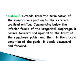  COURSE:extends from the termination of
the membranous portion to the external
urethral orifice. Commencing below the
inferior fascia of the urogenital diaphragm it
passes forward and upward to the front of
the symphysis pubis; and then, in the flaccid
condition of the penis, it bends downward
and forward.
 