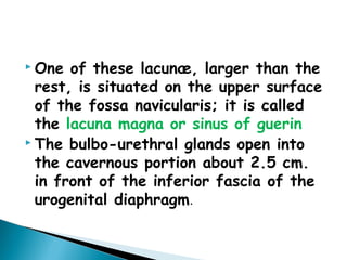  One of these lacunæ, larger than the
rest, is situated on the upper surface
of the fossa navicularis; it is called
the lacuna magna or sinus of guerin
 The bulbo-urethral glands open into
the cavernous portion about 2.5 cm.
in front of the inferior fascia of the
urogenital diaphragm.
 