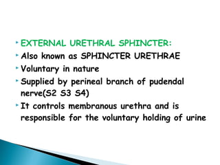  EXTERNAL URETHRAL SPHINCTER:
 Also known as SPHINCTER URETHRAE
 Voluntary in nature
 Supplied by perineal branch of pudendal
nerve(S2 S3 S4)
 It controls membranous urethra and is
responsible for the voluntary holding of urine
 