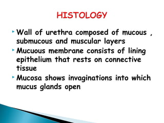  Wall of urethra composed of mucous ,
submucous and muscular layers
 Mucuous membrane consists of lining
epithelium that rests on connective
tissue
 Mucosa shows invaginations into which
mucus glands open
 