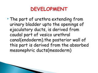 The part of urethra extending from
urinary bladder upto the openings of
ejaculatory ducts, is derived from
caudal part of vesico urethral
canal(endoderm).the posterior wall of
this part is derived from the absorbed
mesonephric ducts(mesoderm)
 