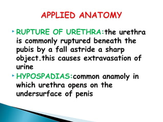  RUPTURE OF URETHRA:the urethra
is commonly ruptured beneath the
pubis by a fall astride a sharp
object.this causes extravasation of
urine
 HYPOSPADIAS:common anamoly in
which urethra opens on the
undersurface of penis
 